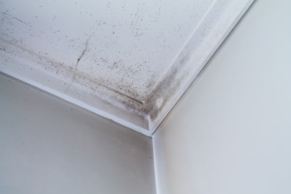 Mold forming on walls due to high humidity